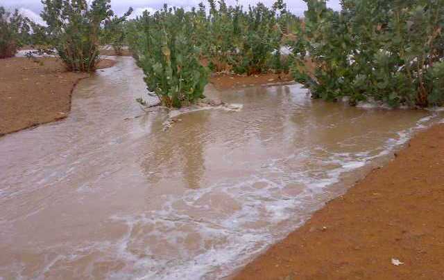 Mauritanie des pluies dans les régions de l’est et de la vallée
