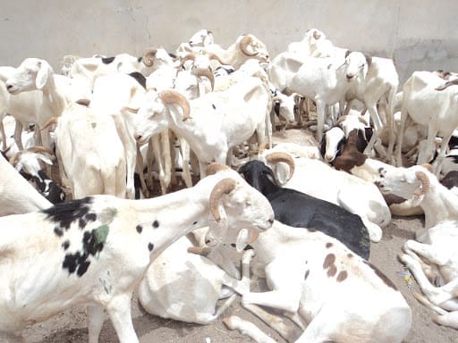 La Mauritanie disposée à octroyer au Sénégal 450.000 têtes de bétail pour la fête d’Al Adha