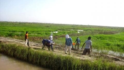 Importantes pertes pour les agriculteurs du Trarza