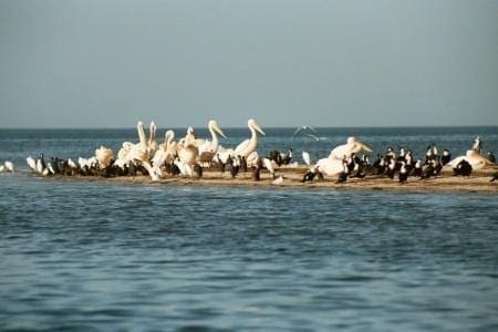 La réserve de Diawling fermée après la mort de plusieurs pélicans