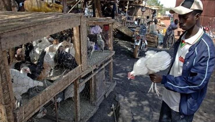 Trois pays riverains du Sénégal interdisent l’importation de sa volaille