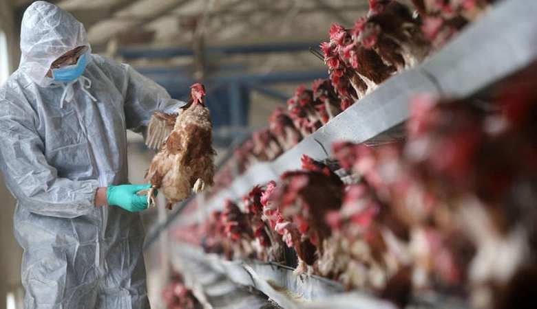 Russie : découverte de 7 cas de la grippe aviaire