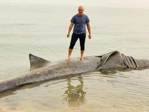 Le phénomène de la présence sur les plages mauritaniennes de poissons morts inquiète les populations