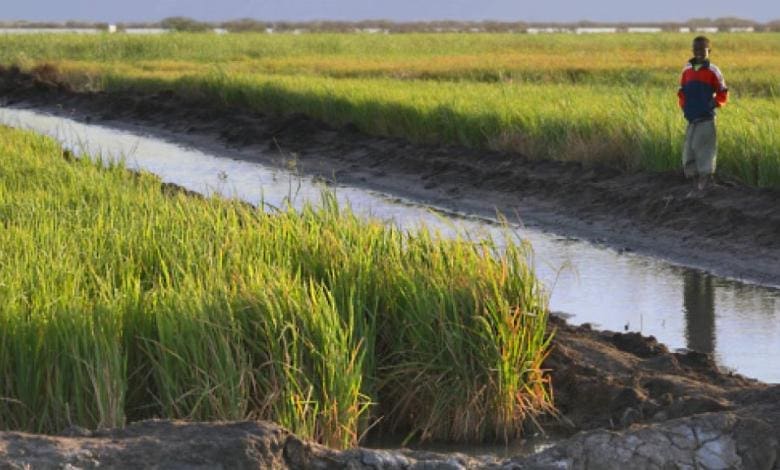 Mauritanie : les pertes agricoles dues aux déprédateurs est estimée à 29 millions de dollars