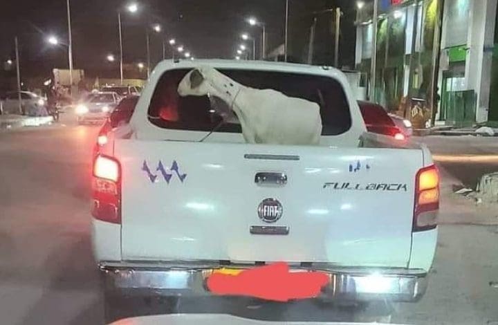 La SOMELEC sévit contre l’un de ses cadres qui a transporté un mouton dans une voiture de service