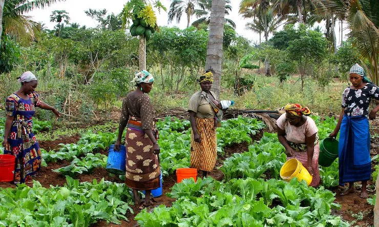 Une initiative africaine pour la production rapide de 38 millions de tonnes de produits alimentaires