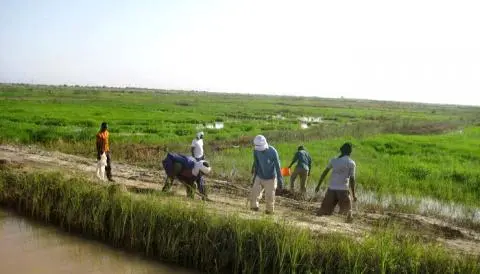 Le ministère de l’agriculture : « les dernières pluies n’ont pas affecté la campagne rizicole »