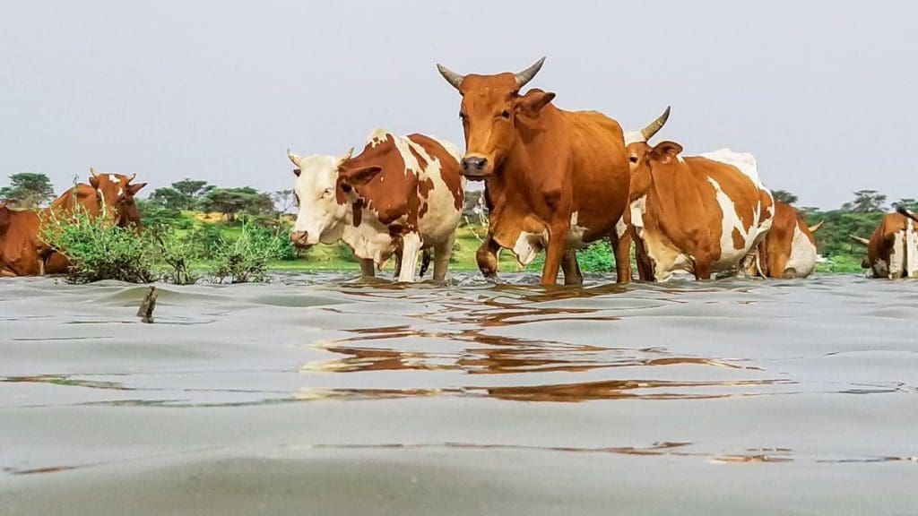 Pluviométrie : des pluies enregistrées dans plusieurs localités du pays