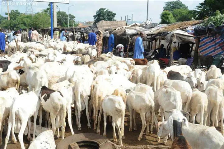 Mali : les marchés de bétail ont été fermés pour des mesures de sécurité