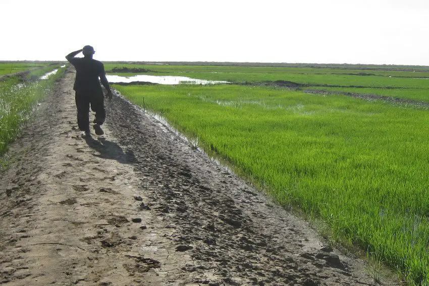 Un don de la France : 16 millions d’euros pour appuyer les filières porteuses et l’agriculture contractuelle en Mauritanie