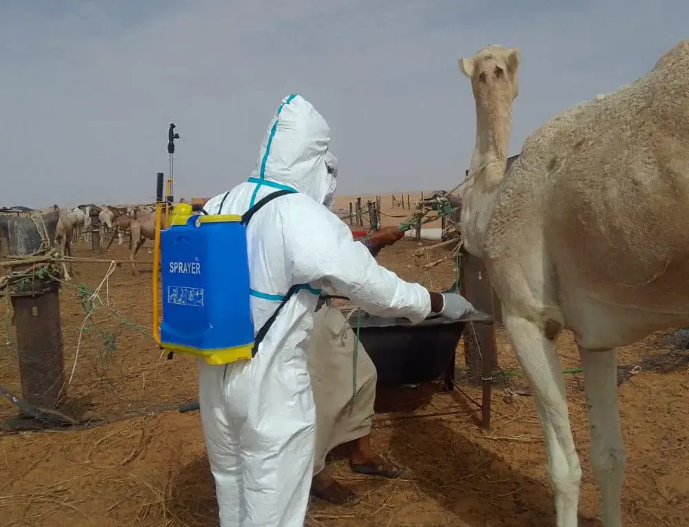 Mise en place par le ministère mauritanien de l’élevage de mesures afin de lutter contre la fièvre de la vallée du Rift