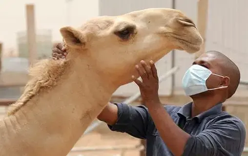 Mauritanie : annonce d’une épidémie de la fièvre de la vallée du Rift dans 8 wilayas et recensement de 17 foyers de la maladie