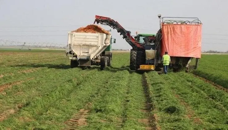 Mauritanie : la production rizicole a augmenté cette année de 27% lors de la campagne d’automne