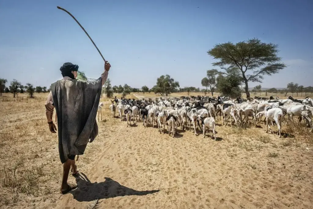 Les éleveurs mauritaniens face au syndrome de la mort au Mali
