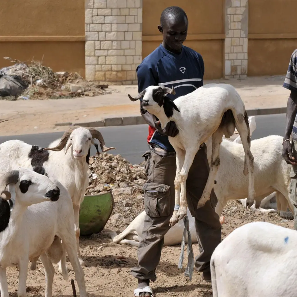 Sénégal : plus de 75% des bêtes de sacrifice pour l’Aid proviennent du marché mauritanien