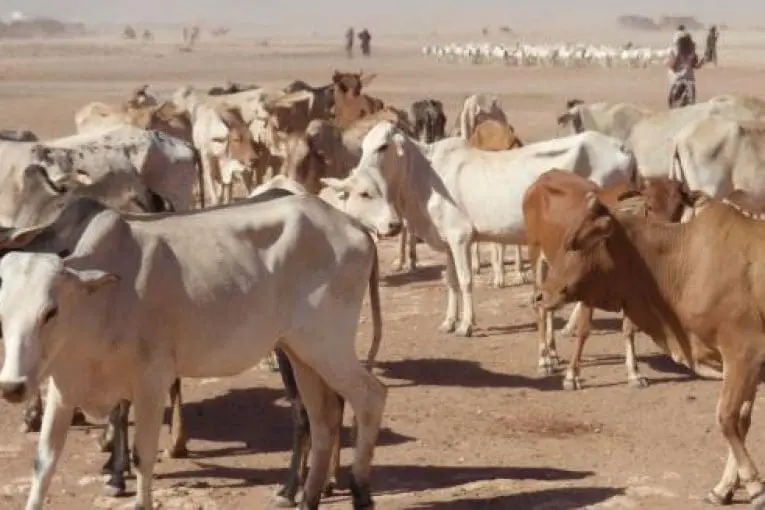 Assaba : plus d’une dizaine de vaches mortes après s’être abreuvée depuis une source stagnante